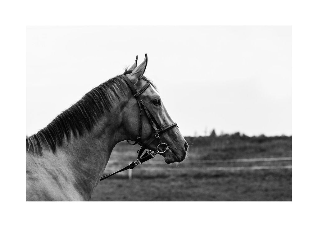 Poster - Horse And Horizon 70x50 - Dear Sam