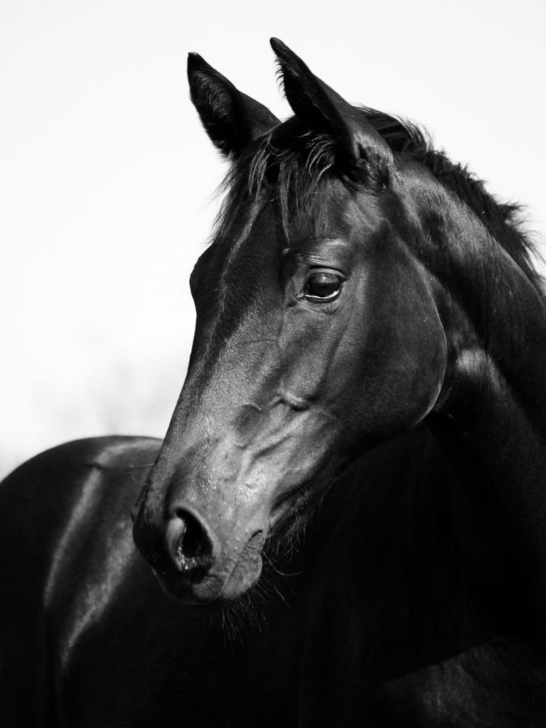 Poster - Horse Black And White 30x40 - Dear Sam
