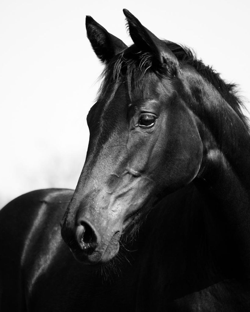 Poster - Horse Black And White 40x50 - Dear Sam