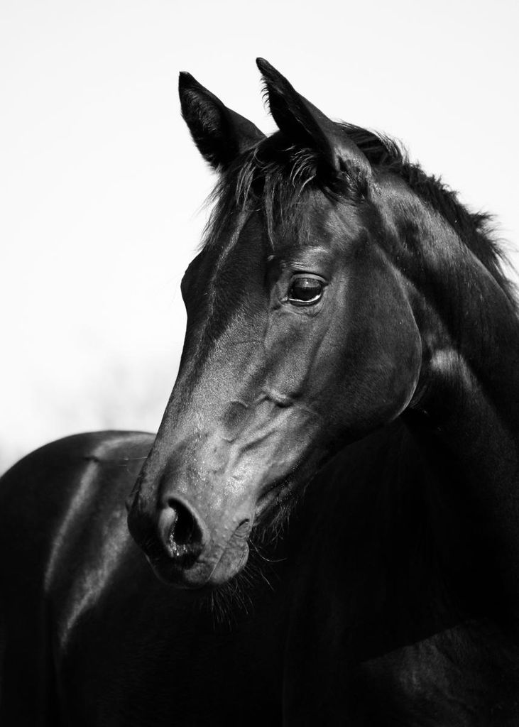 Poster - Horse Black And White 50x70 - Dear Sam