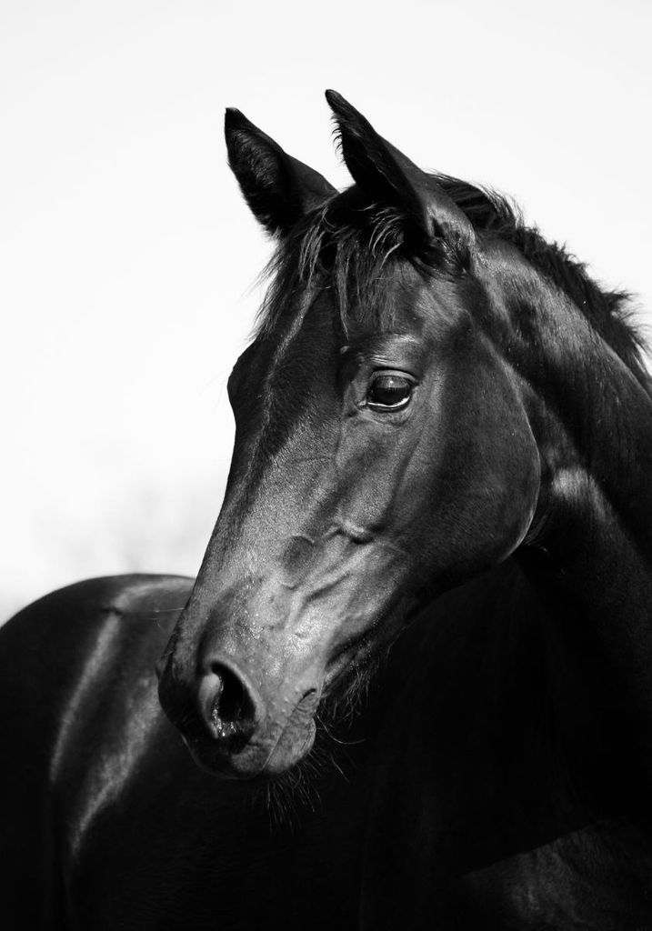 Poster - Horse Black And White 70x100 - Dear Sam