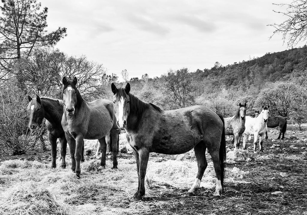 Poster - Horse Gang 100x70 - Dear Sam
