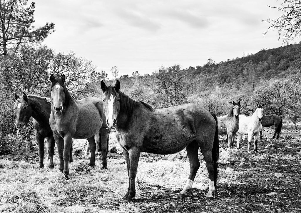 Poster - Horse Gang 30x21 - Dear Sam