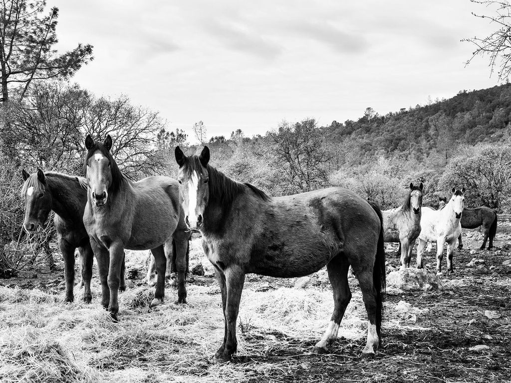 Poster - Horse Gang 40x30 - Dear Sam