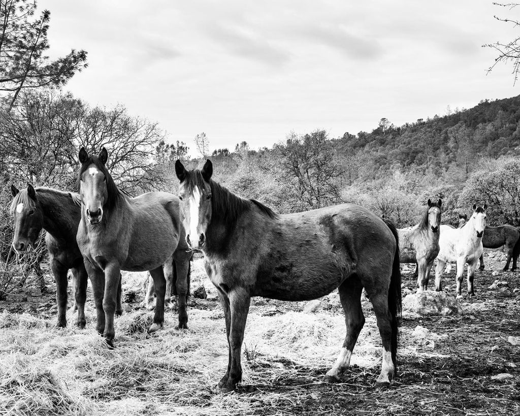 Poster - Horse Gang 50x40 - Dear Sam