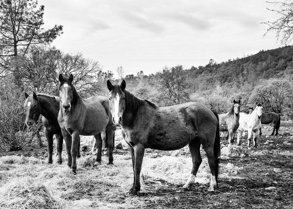 Poster - Horse Gang 70x50 - Dear Sam