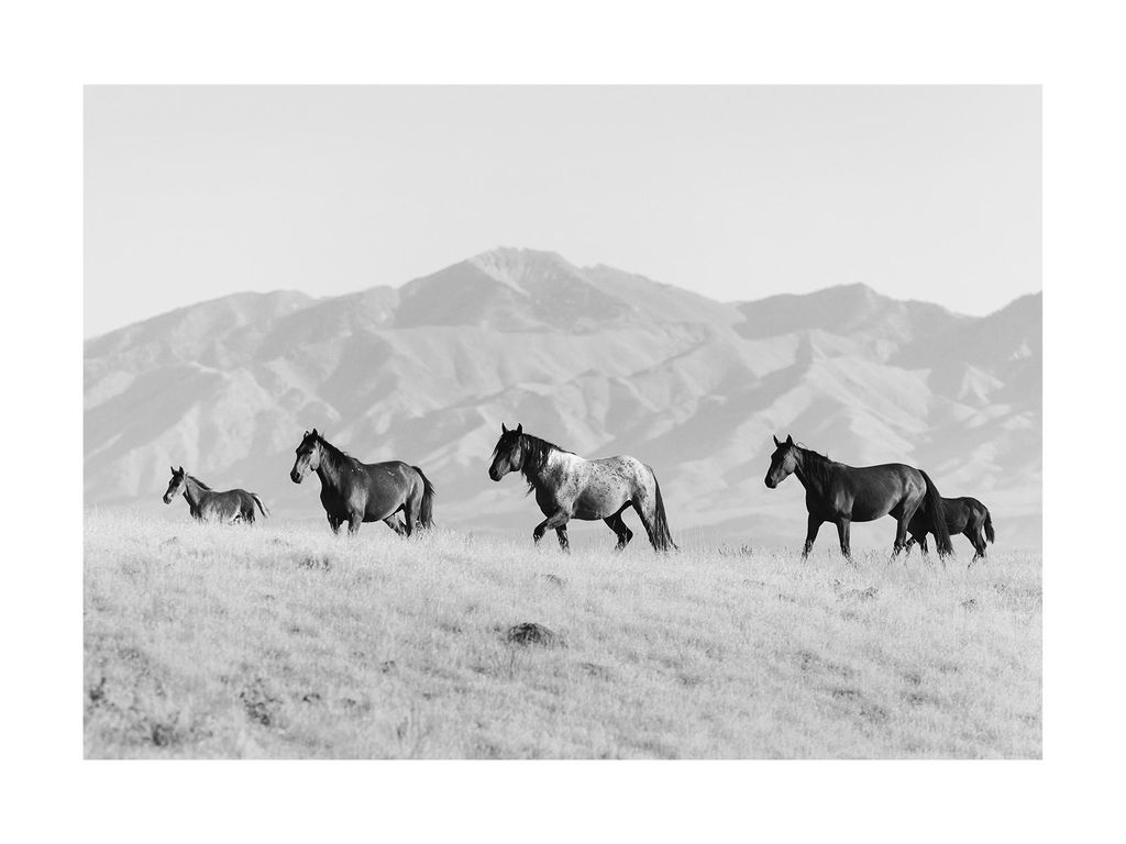 Poster - Horses In The Open 40x30 - Dear Sam