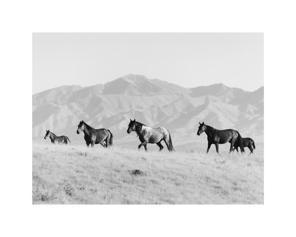 Poster - Horses In The Open 50x40 - Dear Sam