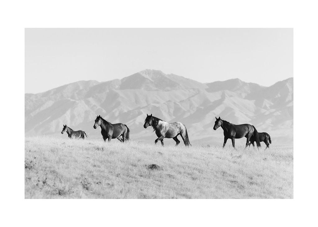 Poster - Horses In The Open 70x50 - Dear Sam