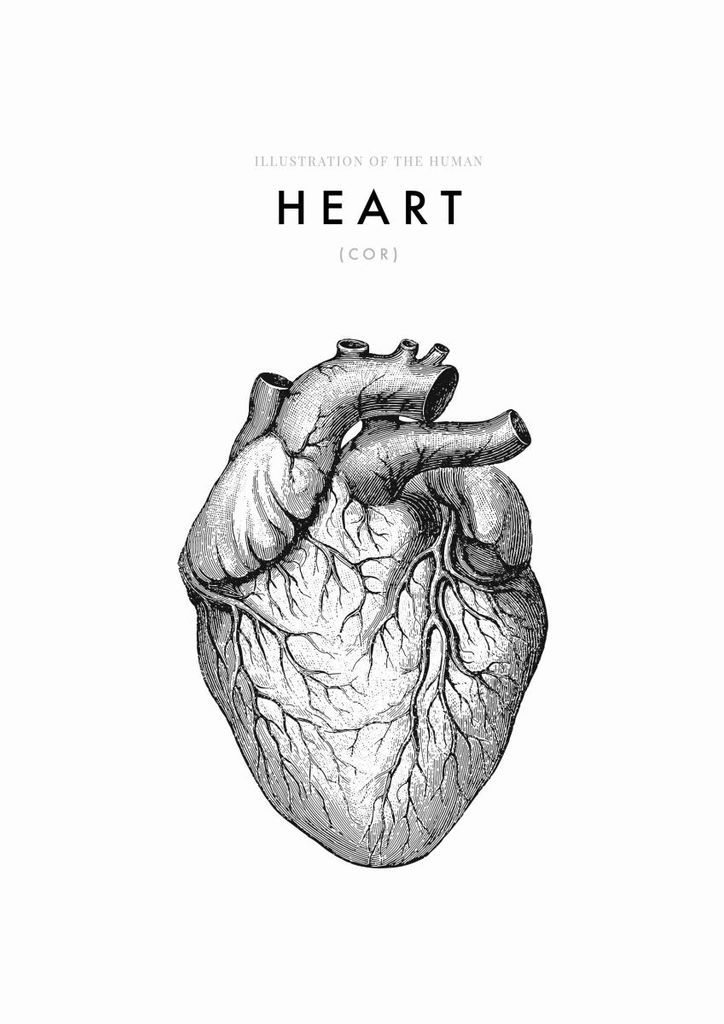 Poster - Illustration Of The Human Heart 21x30 - Dear Sam