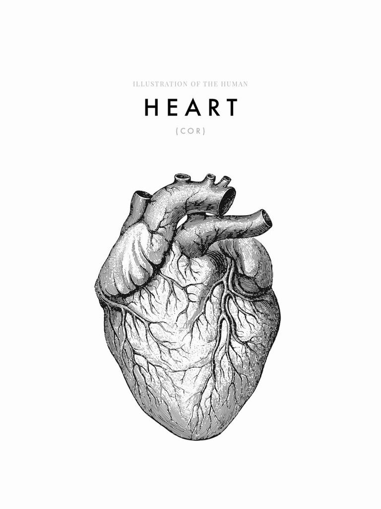 Poster - Illustration Of The Human Heart 30x40 - Dear Sam