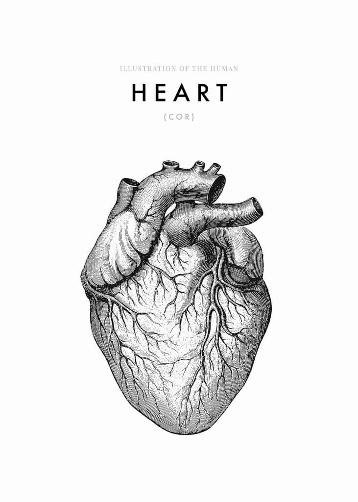 Poster - Illustration Of The Human Heart 50x70 - Dear Sam