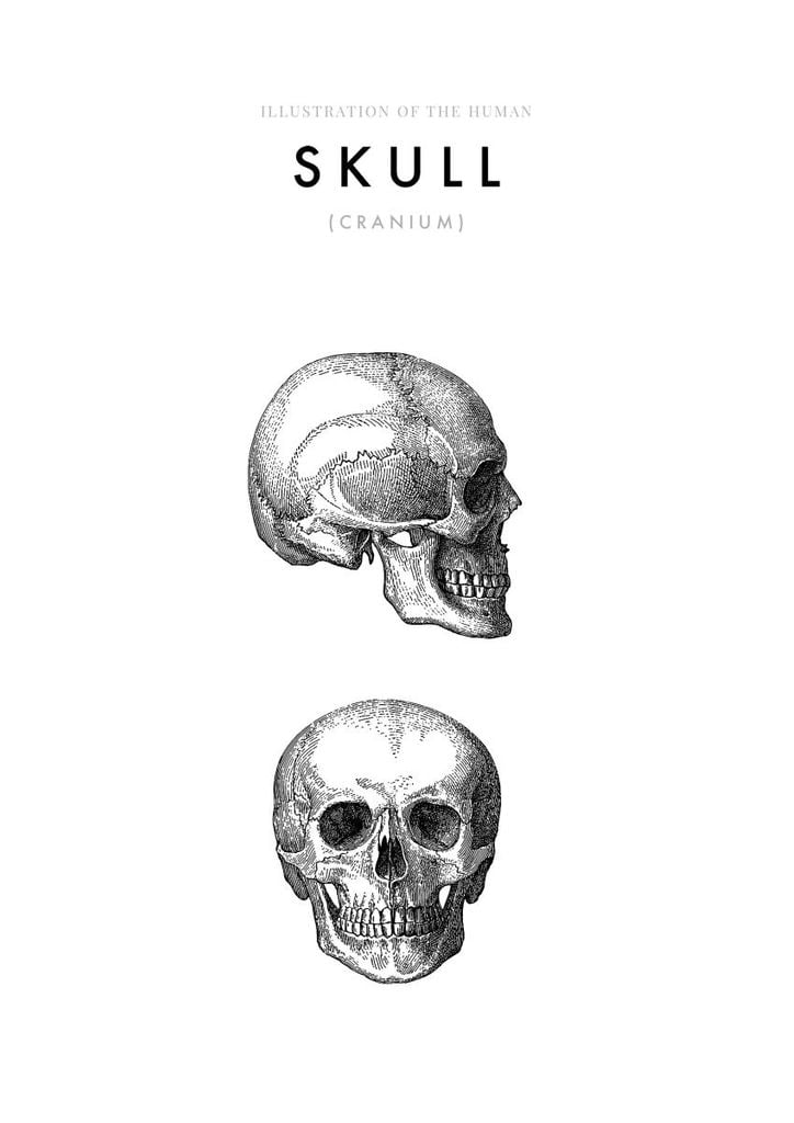Poster - Illustration Of The Human Skull 21x30 - Dear Sam