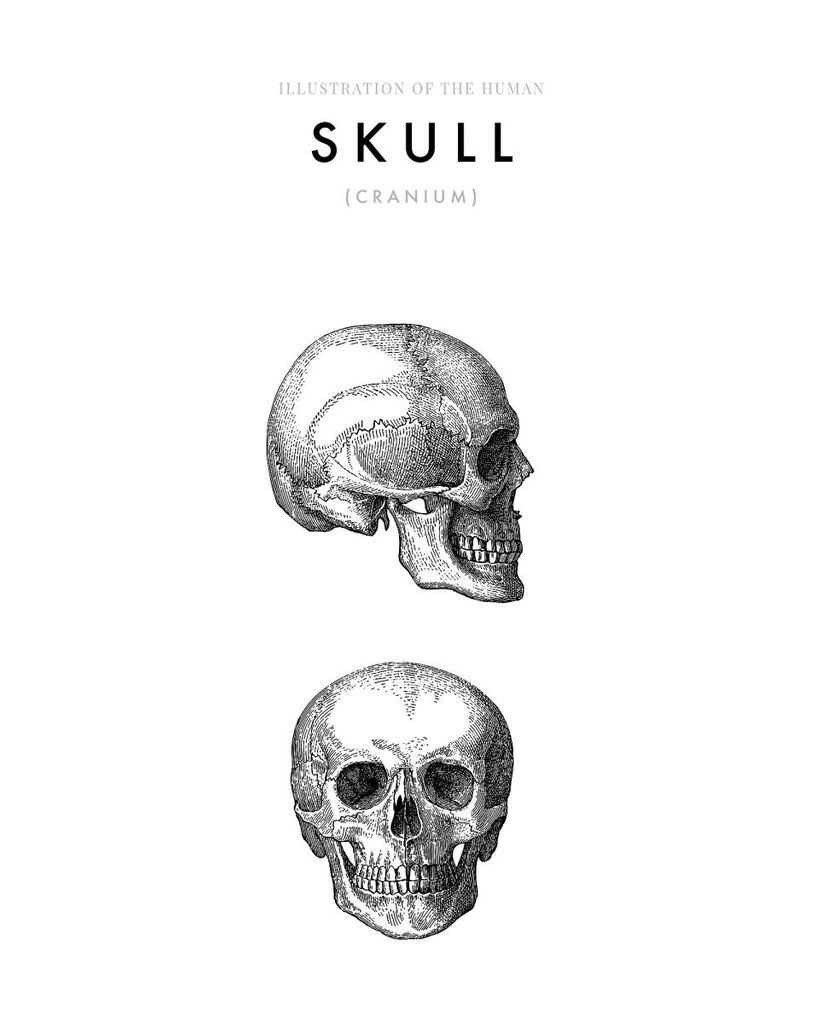 Poster - Illustration Of The Human Skull 40x50 - Dear Sam