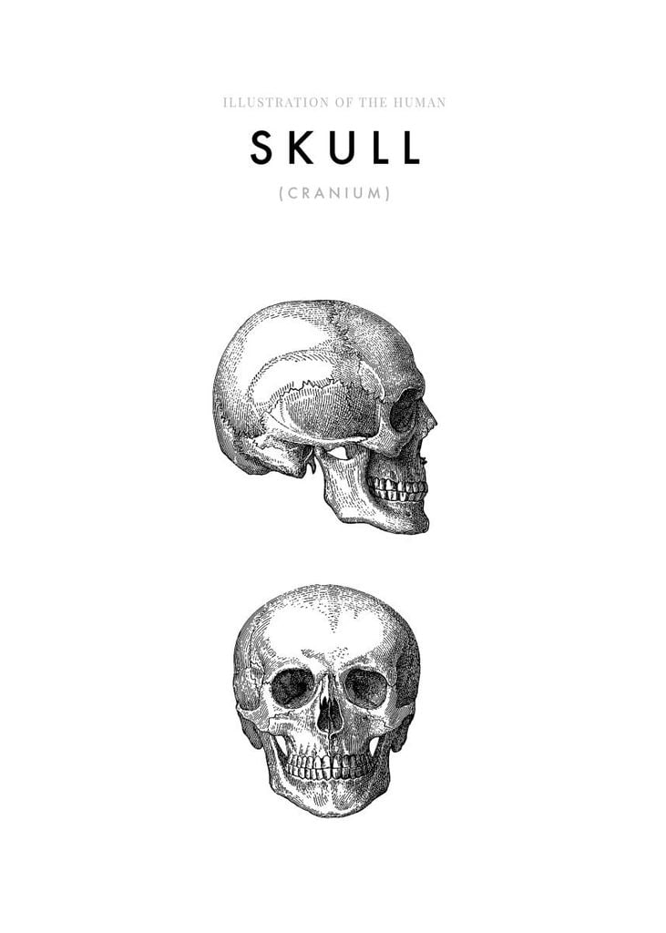 Poster - Illustration Of The Human Skull 50x70 - Dear Sam