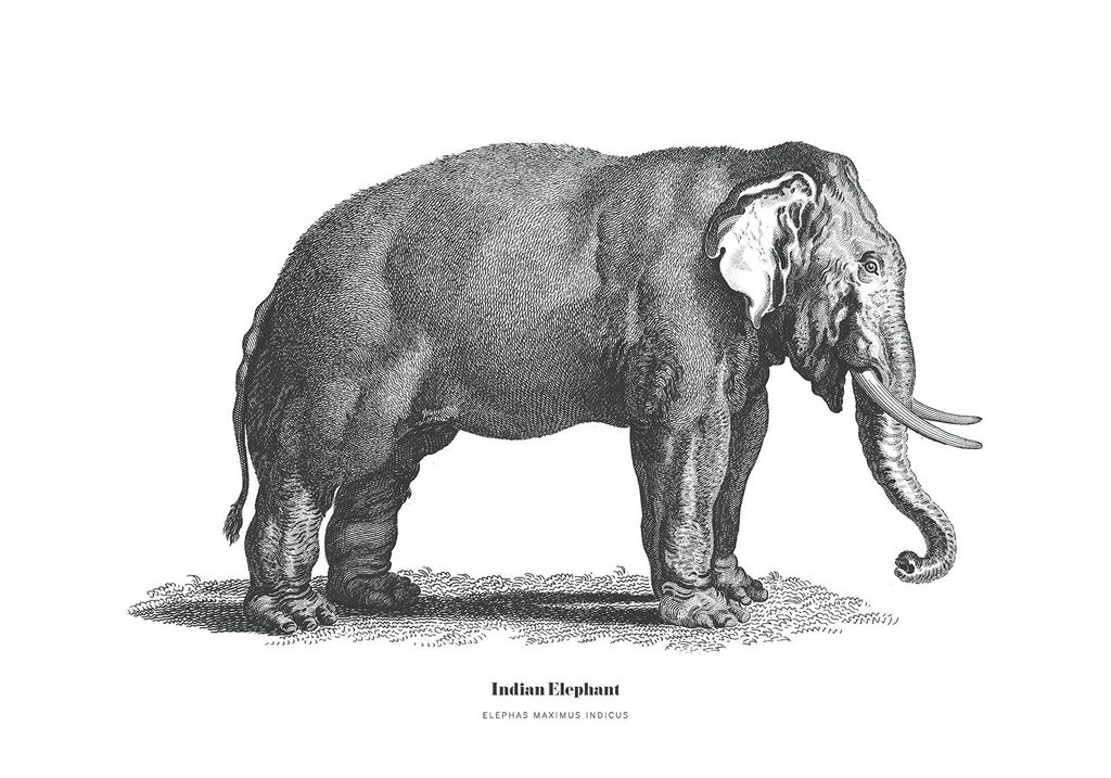 Poster - Indian Elephant Illustration 100x70 - Dear Sam