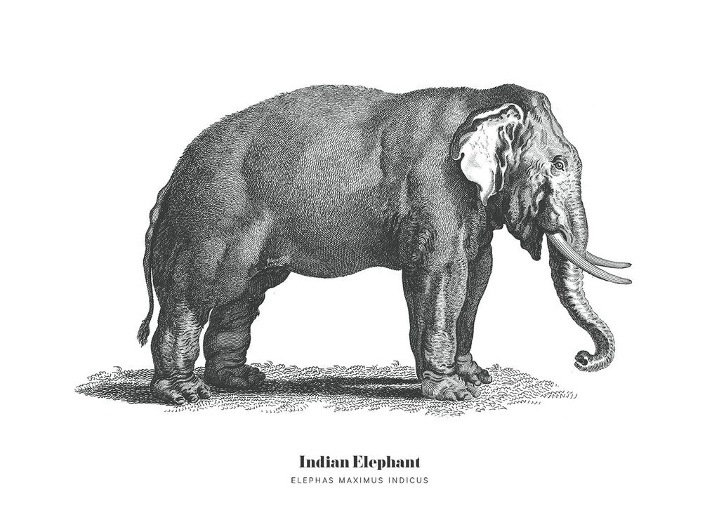 Poster - Indian Elephant Illustration 30x21 - Dear Sam