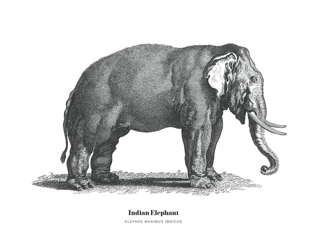 Poster - Indian Elephant Illustration 40x30 - Dear Sam
