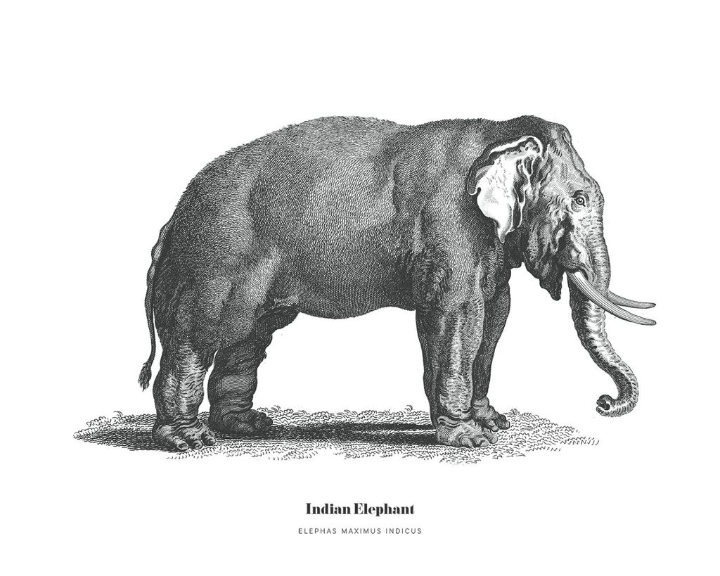 Poster - Indian Elephant Illustration 50x40 - Dear Sam