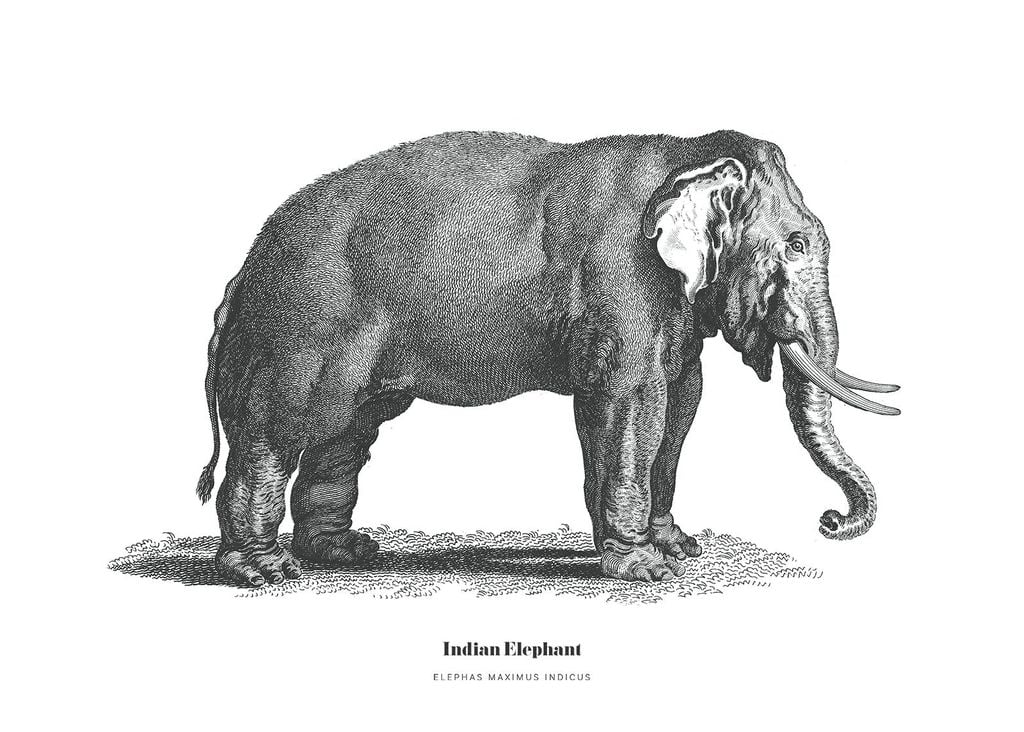 Poster - Indian Elephant Illustration 70x50 - Dear Sam