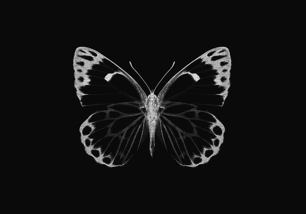 Poster - Inverted Butterfly 100x70 - Dear Sam