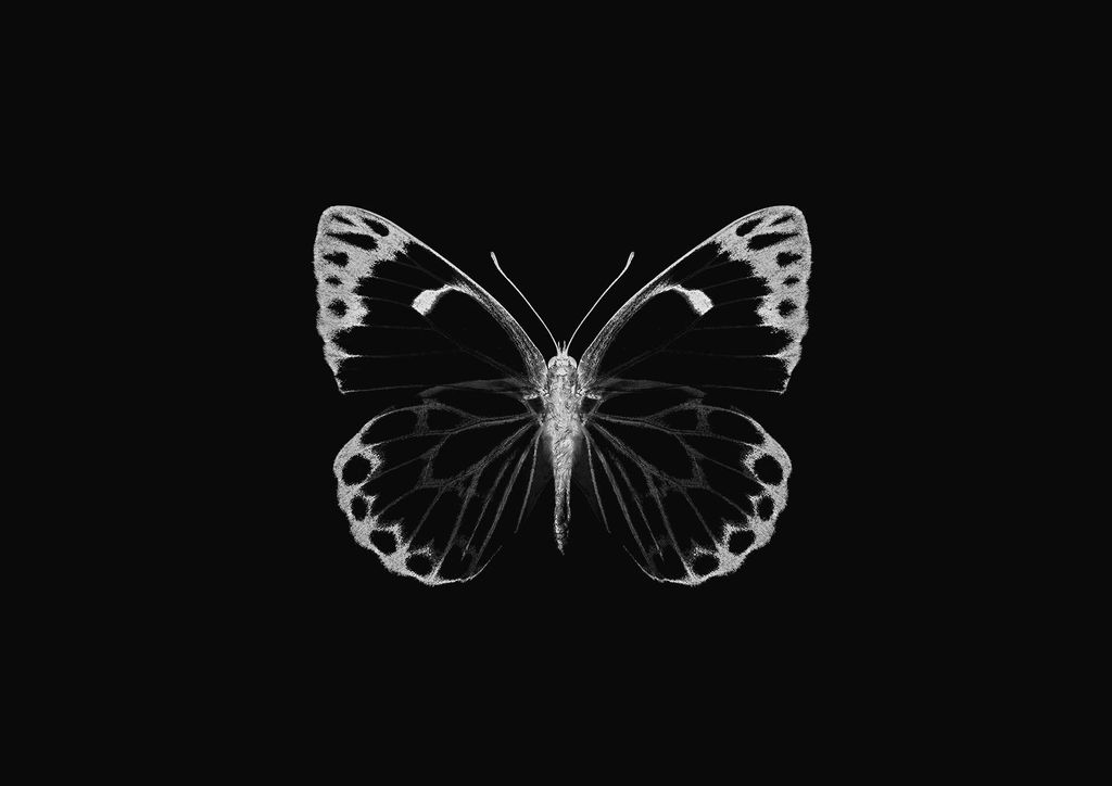 Poster - Inverted Butterfly 30x21 - Dear Sam
