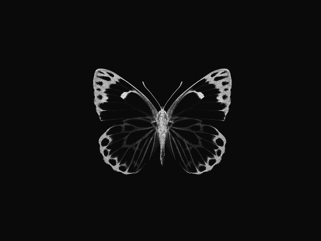 Poster - Inverted Butterfly 40x30 - Dear Sam