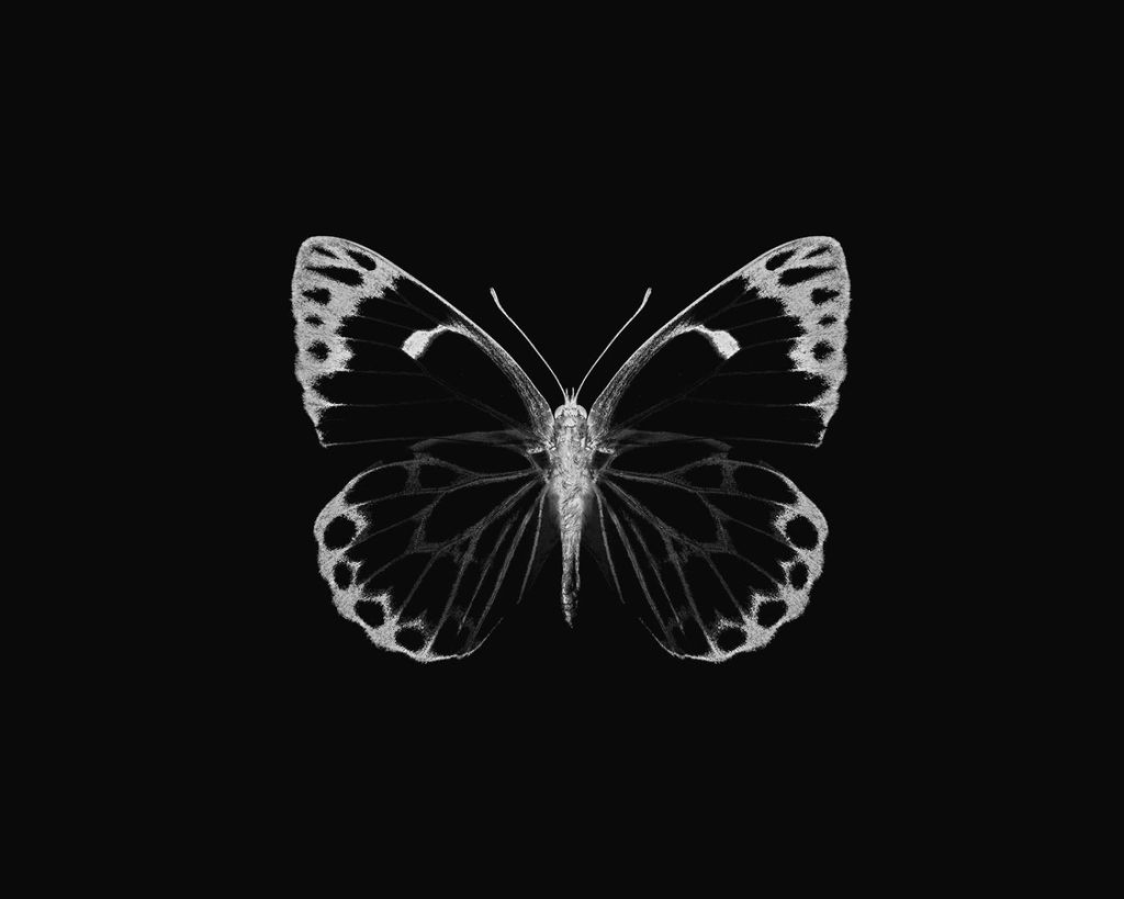 Poster - Inverted Butterfly 50x40 - Dear Sam