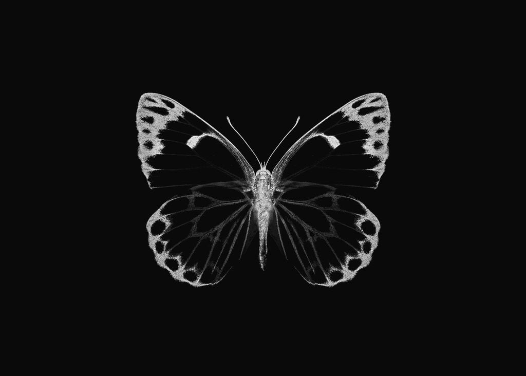 Poster - Inverted Butterfly 70x50 - Dear Sam