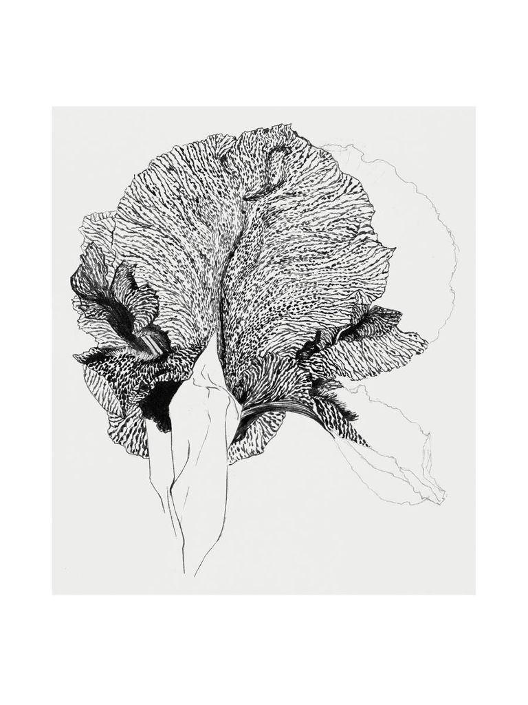 Poster - Iris 30x40 - Dear Sam