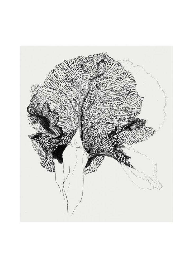 Poster - Iris 50x70 - Dear Sam