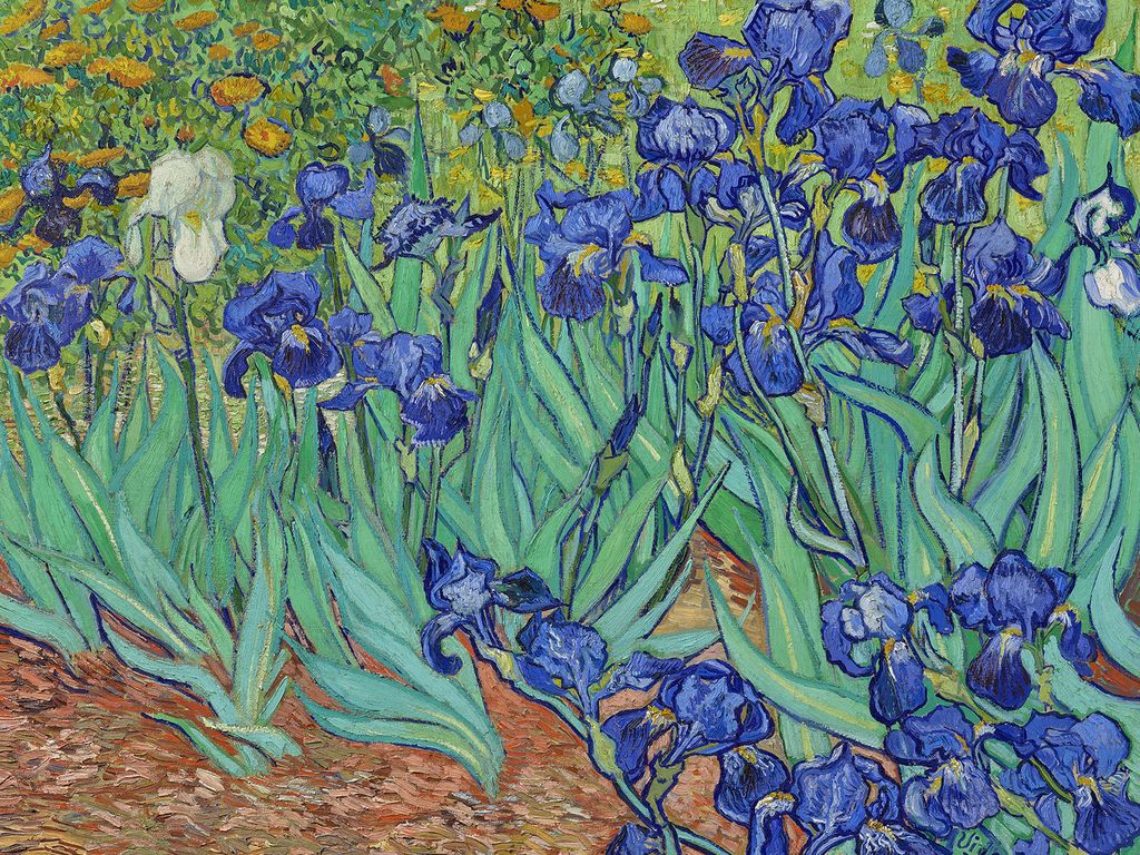 Poster - Irises By Van Gogh 40x30 - Dear Sam