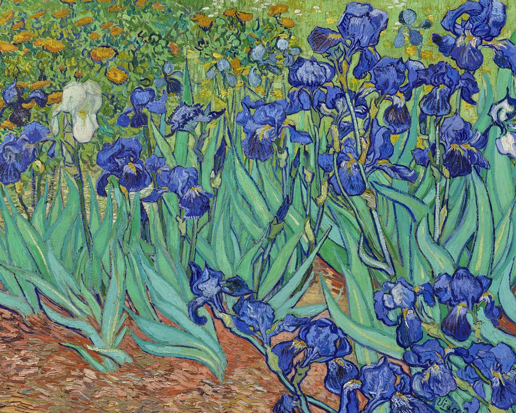 Poster - Irises By Van Gogh 50x40 - Dear Sam