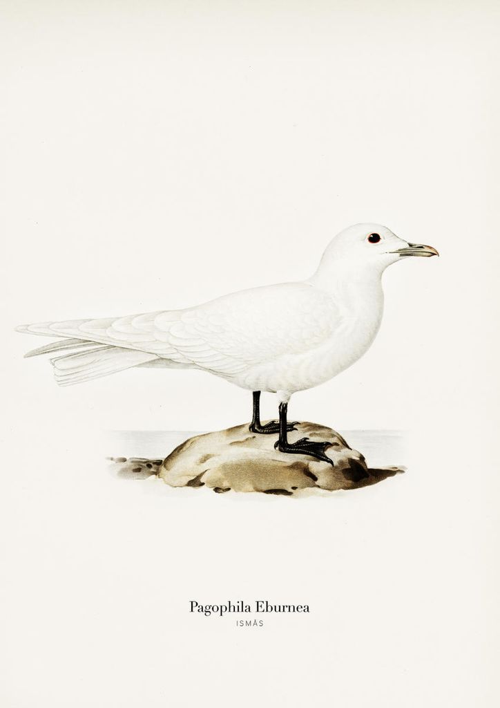 Poster - Ismås 21x30 - Dear Sam