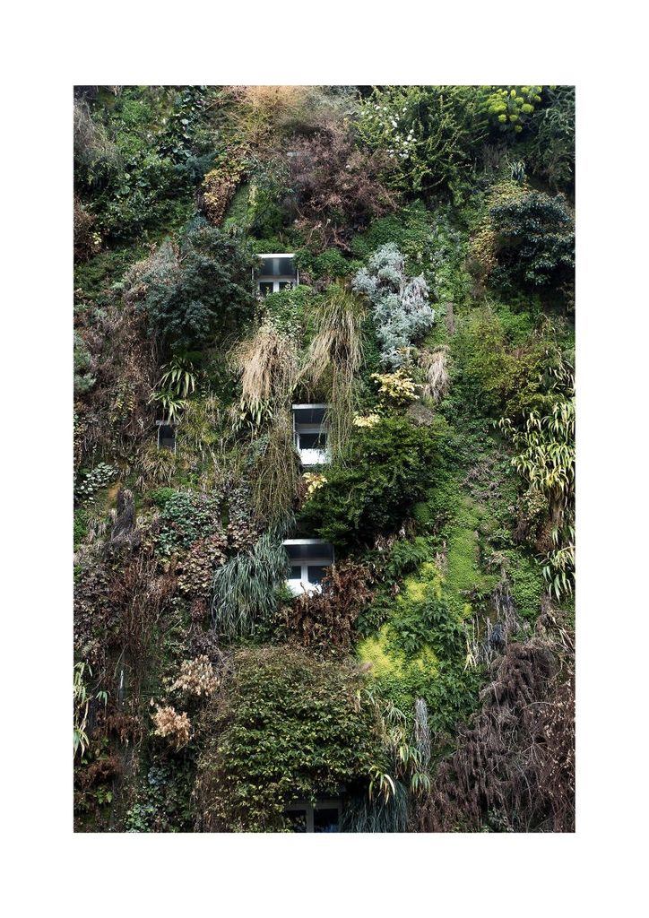 Poster - Jungle House 21x30 - Dear Sam