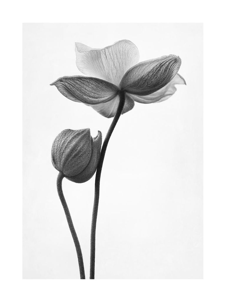 Poster - Just A Flower 30x40 - Dear Sam