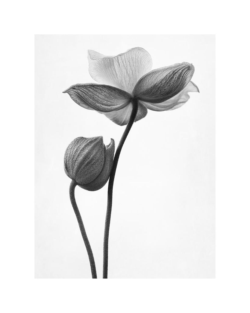 Poster - Just A Flower 40x50 - Dear Sam