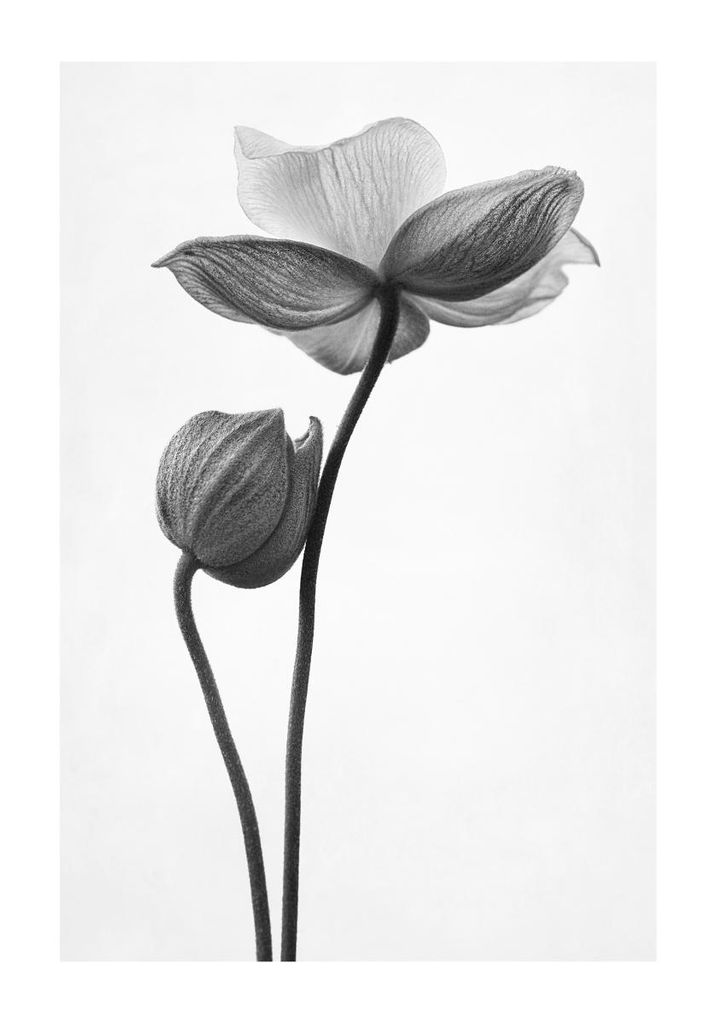 Poster - Just A Flower 70x100 - Dear Sam