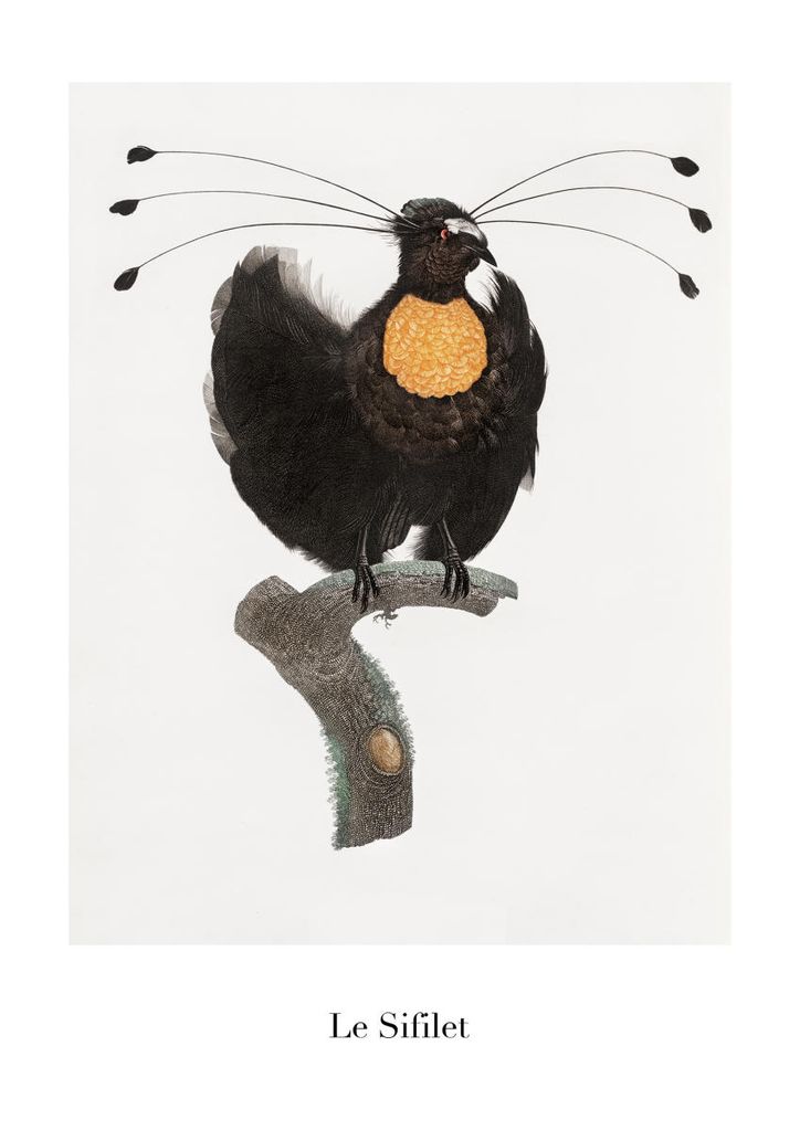 Poster - Le Sifilet 21x30 - Dear Sam