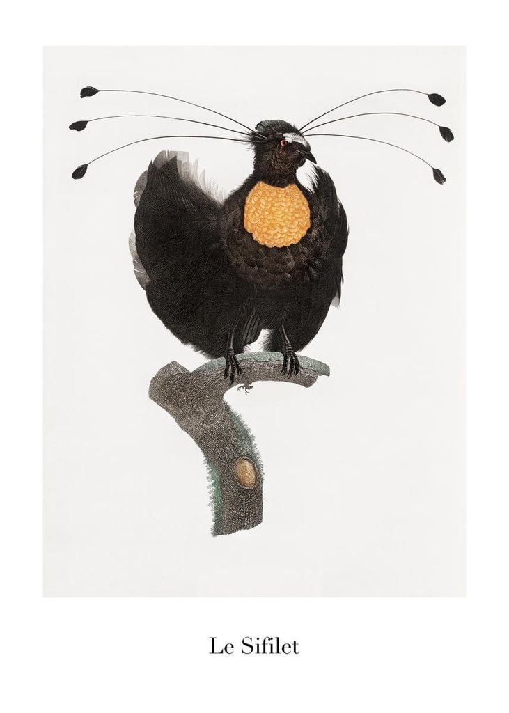 Poster - Le Sifilet 50x70 - Dear Sam