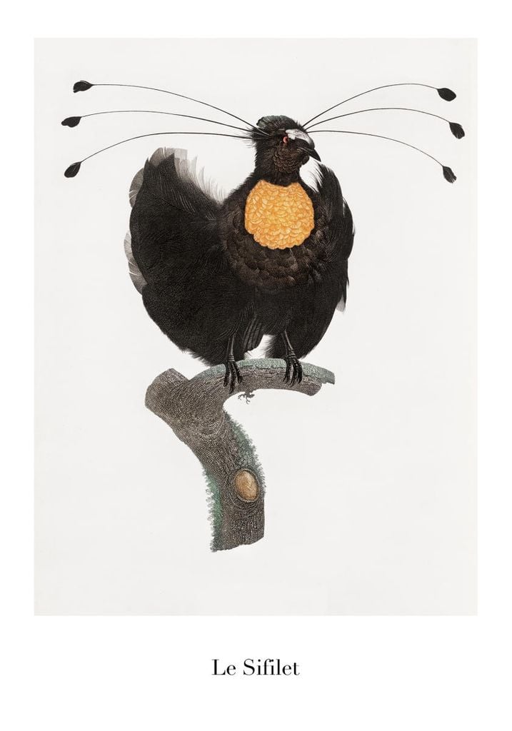 Poster - Le Sifilet 70x100 - Dear Sam