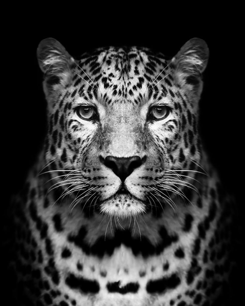 Poster - Leopard 40x50 - Dear Sam