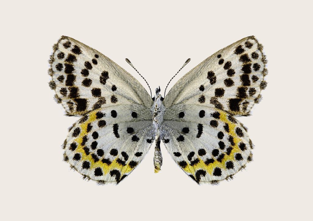 Poster - Leopard Butterfly 30x21 - Dear Sam