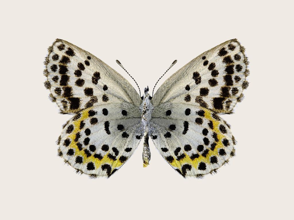 Poster - Leopard Butterfly 40x30 - Dear Sam