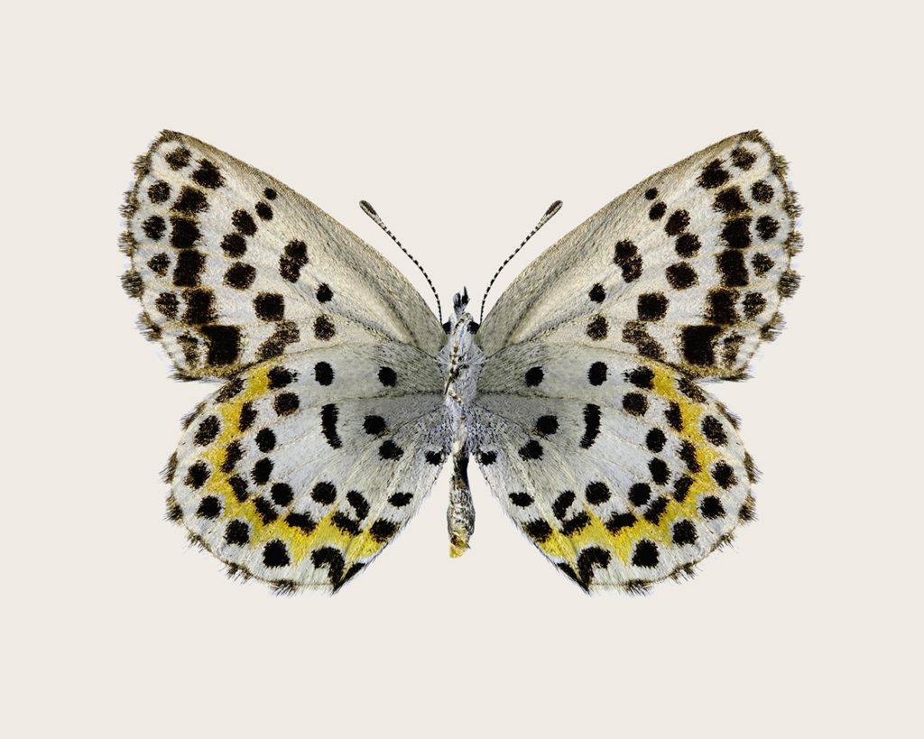Poster - Leopard Butterfly 50x40 - Dear Sam