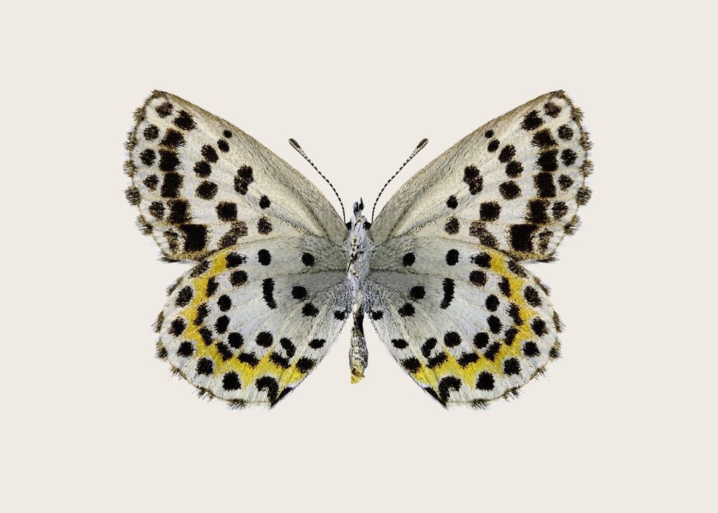 Poster - Leopard Butterfly 70x50 - Dear Sam