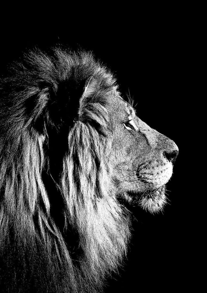Poster - Lion Black And White 21x30 - Dear Sam