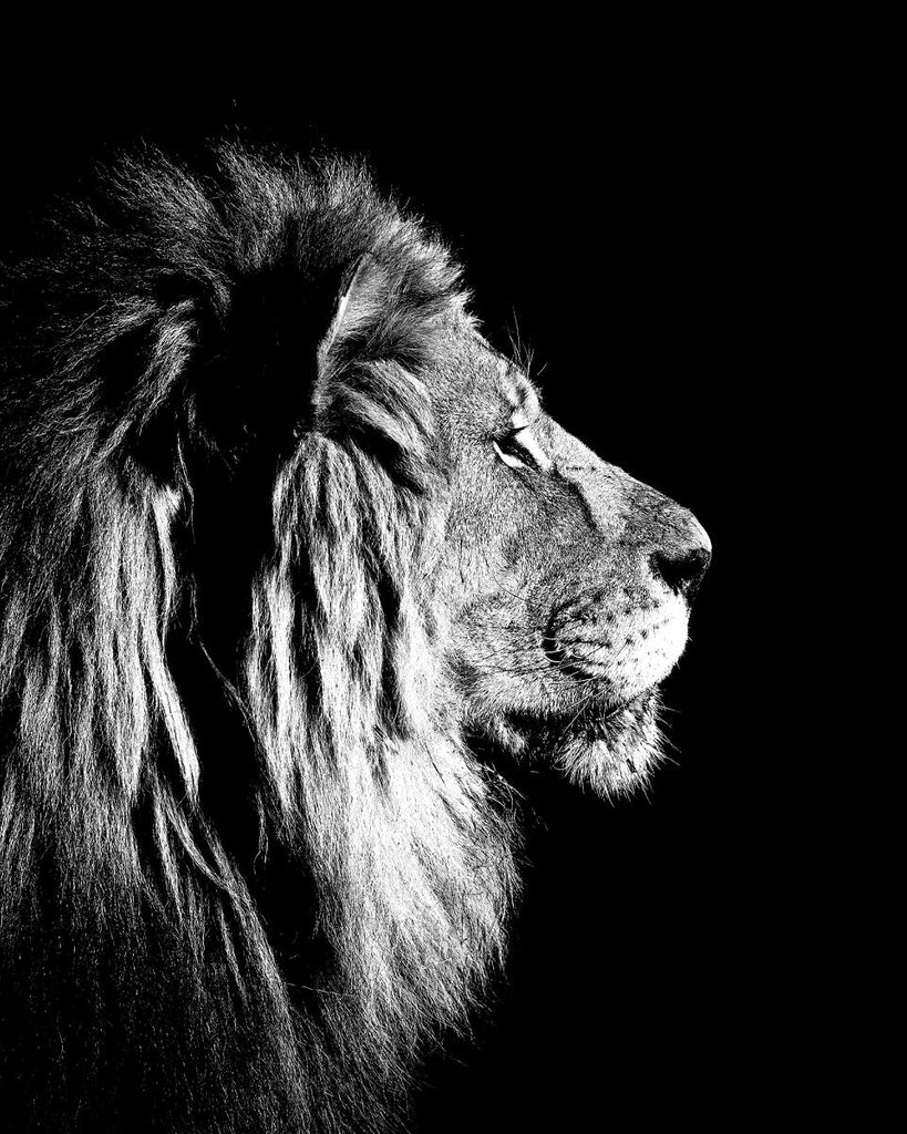 Poster - Lion Black And White 40x50 - Dear Sam