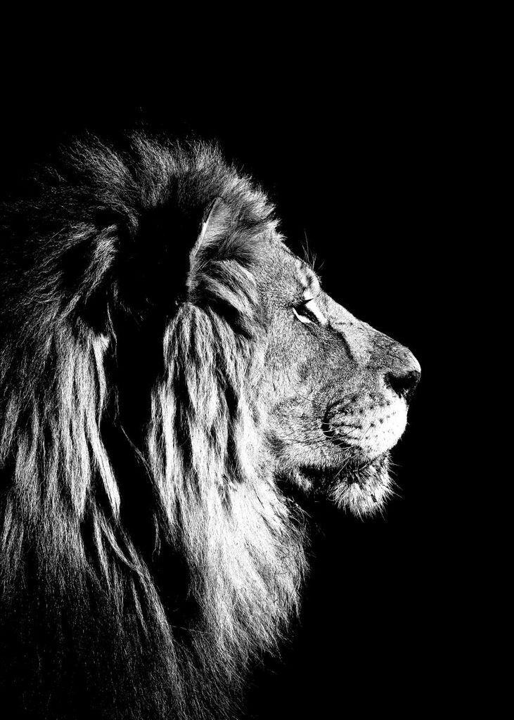 Poster - Lion Black And White 50x70 - Dear Sam