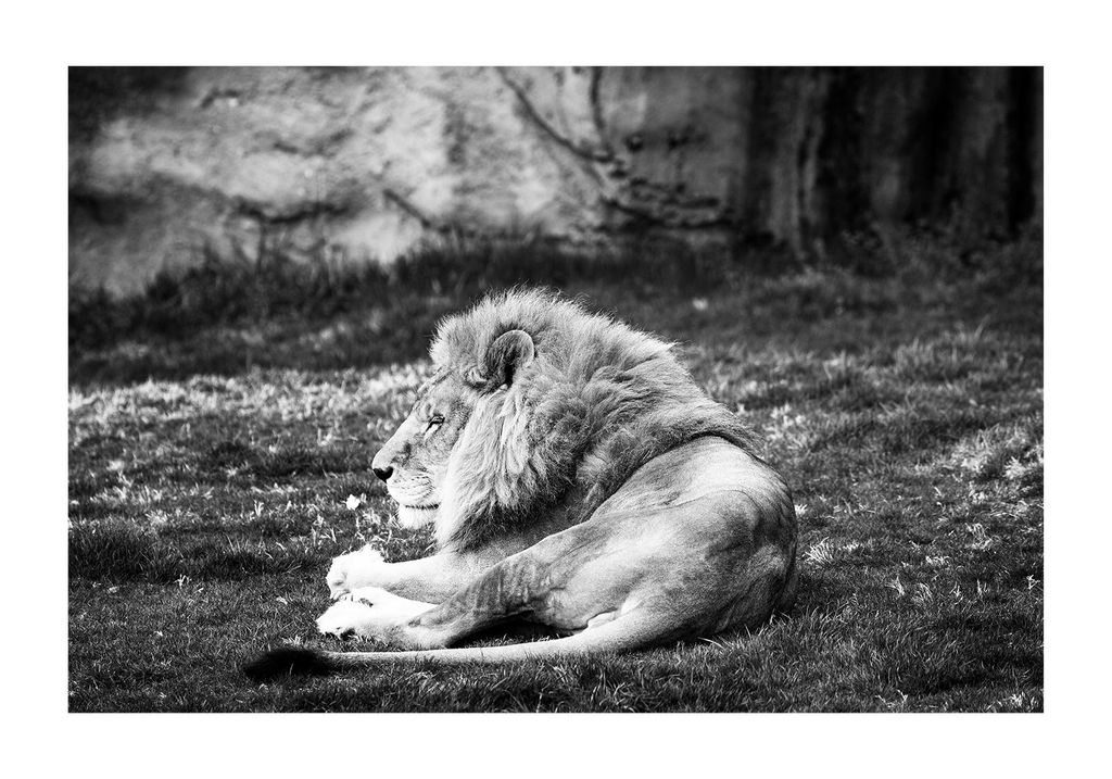 Poster - Lion Break 100x70 - Dear Sam